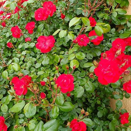 La Maison Des Roses Chadrac Extérieur photo